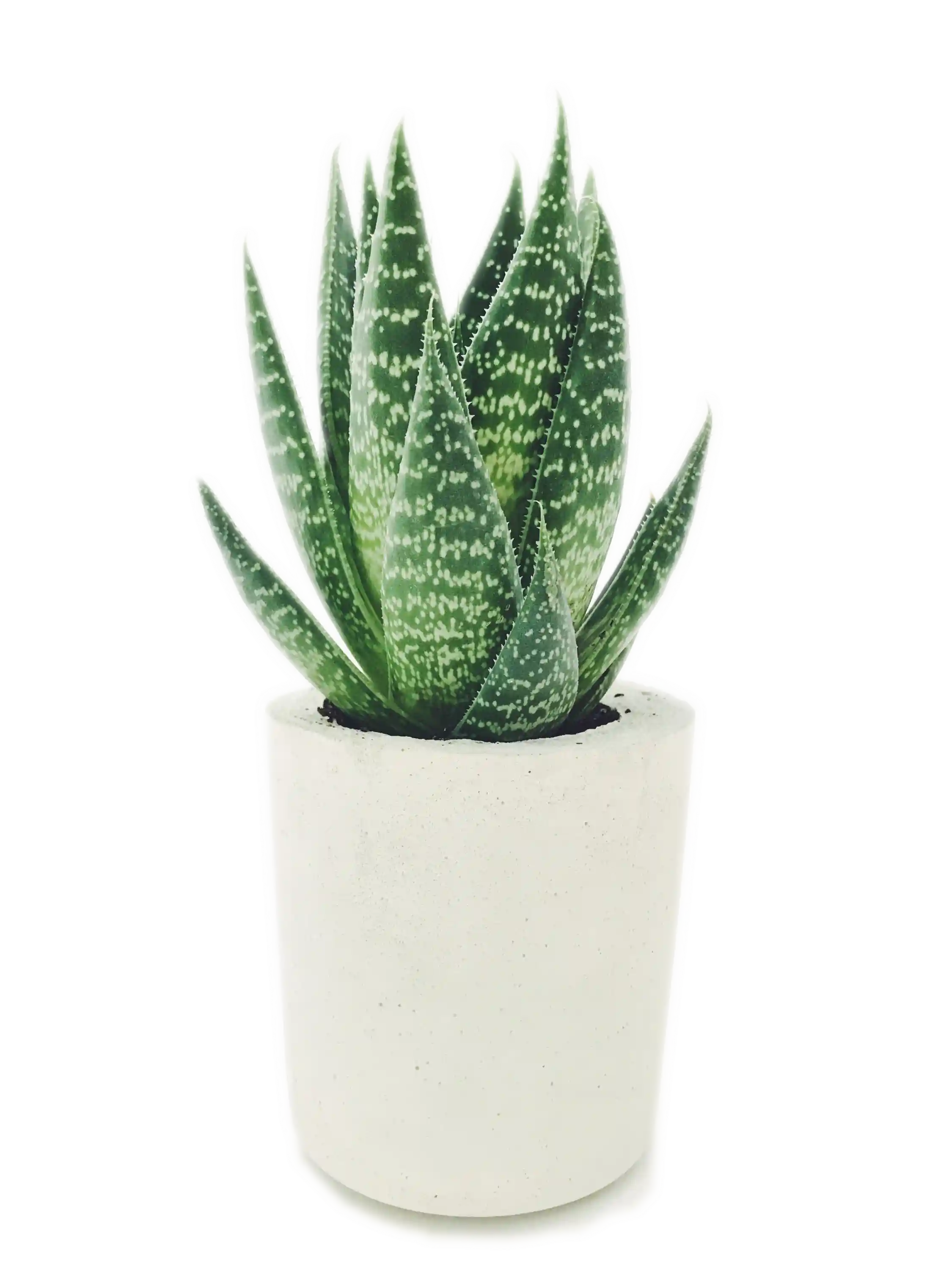 aloe plant